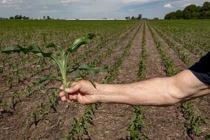 Campaña Gruesa 25/26. Estrategias, genética y soluciones integradas para maximizar el rendimiento en maíz tardío