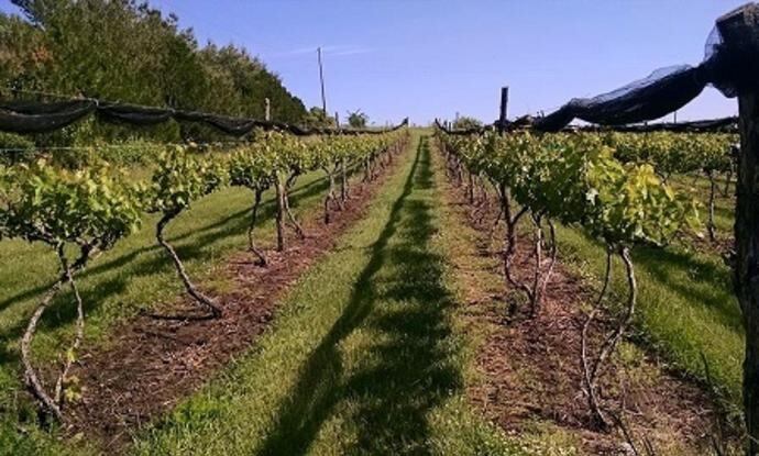 La bodega Crooked Post Winery es uno de los atractivos turísticos de Topeka