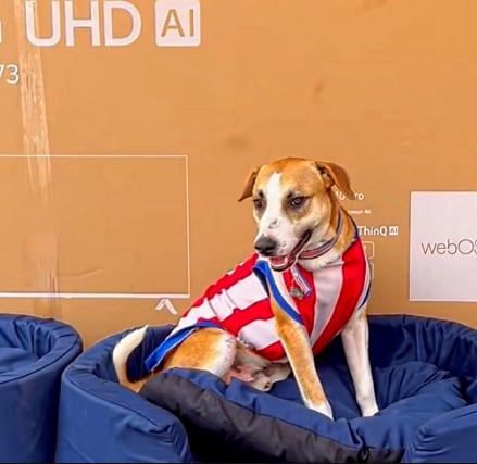 La inesperada aparición del perro provocó risas, aplausos y miles de reacciones en las redes sociales (Captura: X)