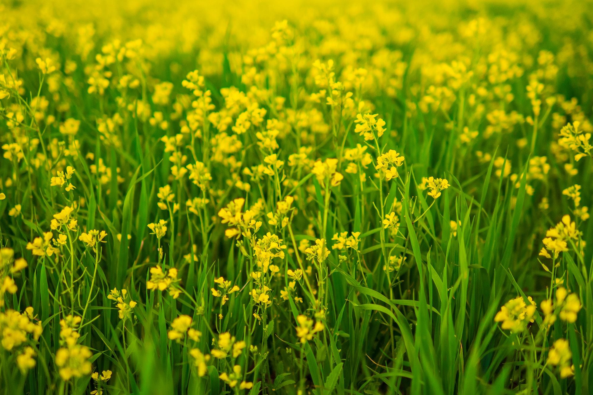 Hoy, camelina, colza y cártamo abren la posibilidad de sumar un nuevo eslabón al doble cultivo