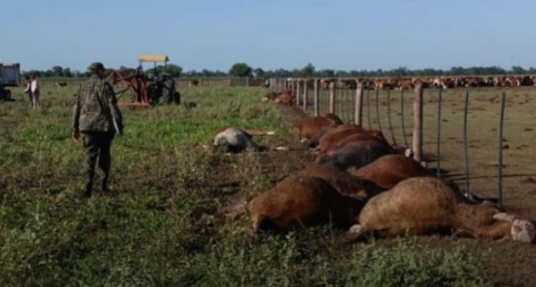 Cayó un rayo en el Jockey Club de San Isidro: murieron cuatro yeguas de polo 6 Las vacas muertas en Chaco