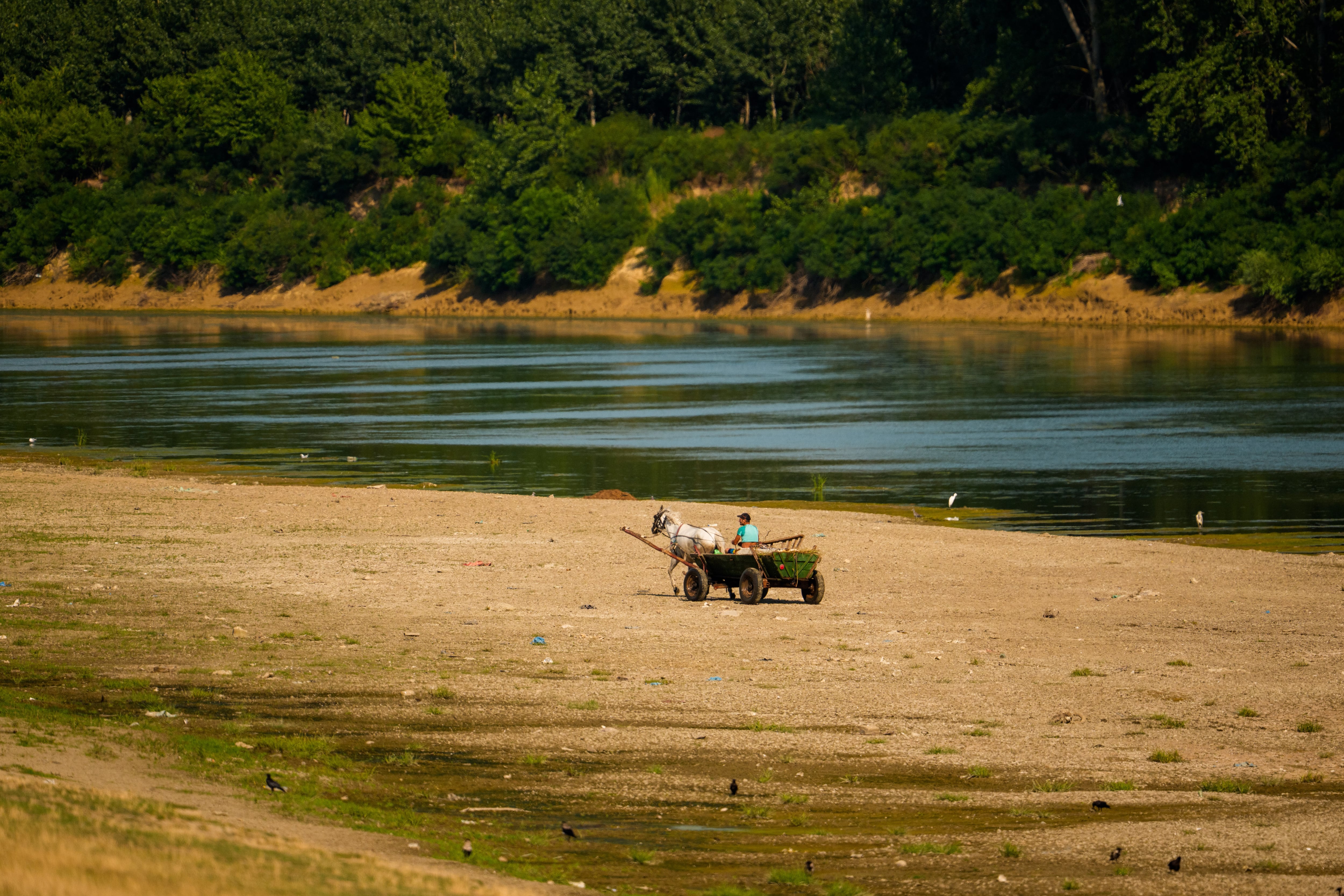 Un hombre maneja un carro tirado por un caballo por la orilla de arena del río Danubio, que normalmente está sumergida pero quedó expuesta debido al nivel extremadamente bajo del agua tras una larga sequía