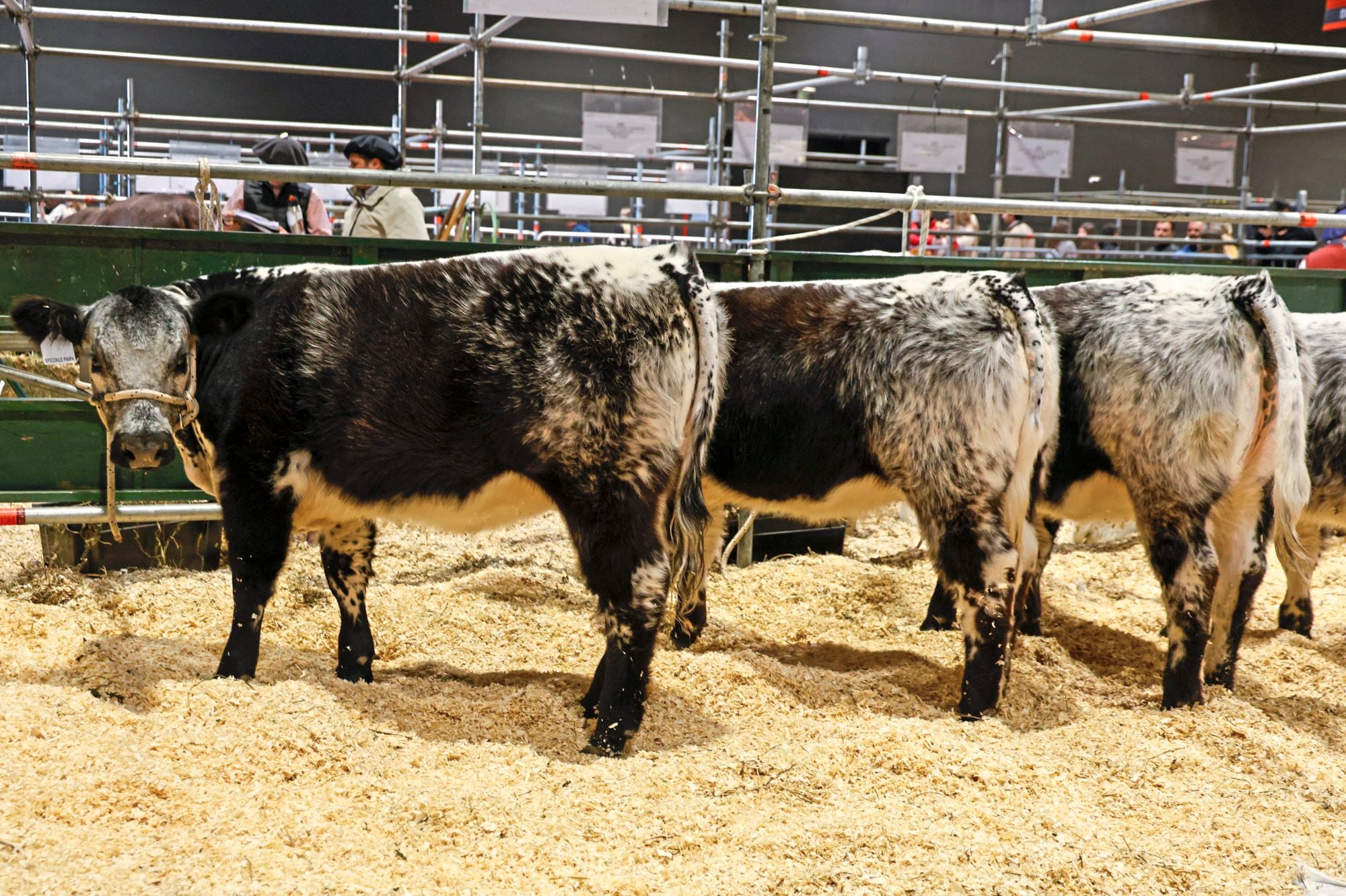 Speckle Park regresará a la Exposición Rural luego de su debut en 2025, con reproductores desarrollados a partir de genética importada desde Canadá