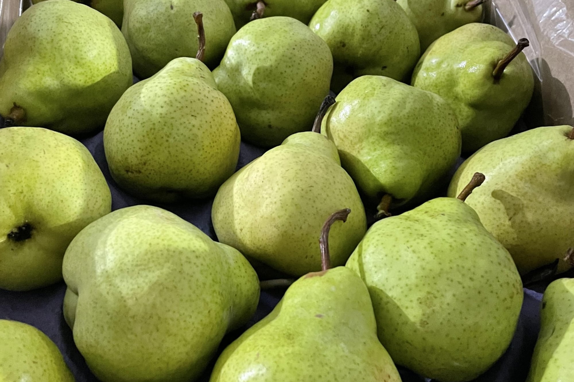 Las peras continúan madurando después de ser cosechadas; se pueden dejar fuera del refrigerador y refrigerarlas solo cuando estén en su punto