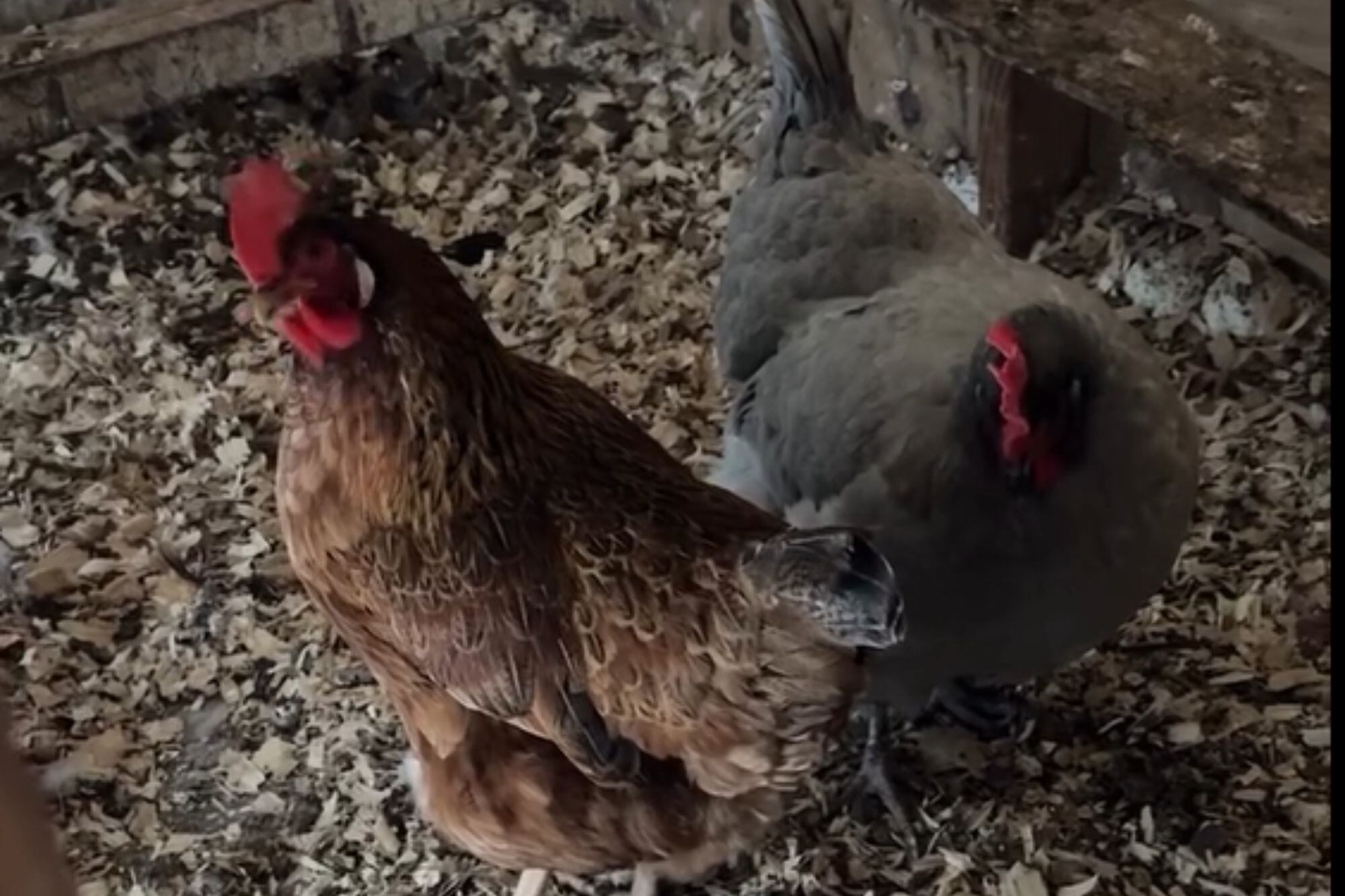 Una usuaria de New York relató los cuidados extremos que tiene con sus aves en la temporada fría. (Facebook Tuty Vega)