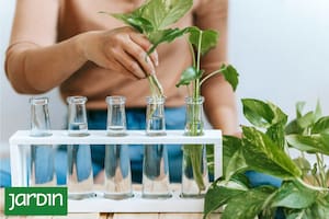 Qué es ponic gardening, cuáles son las técnicas y por qué cada vez tiene más adeptos