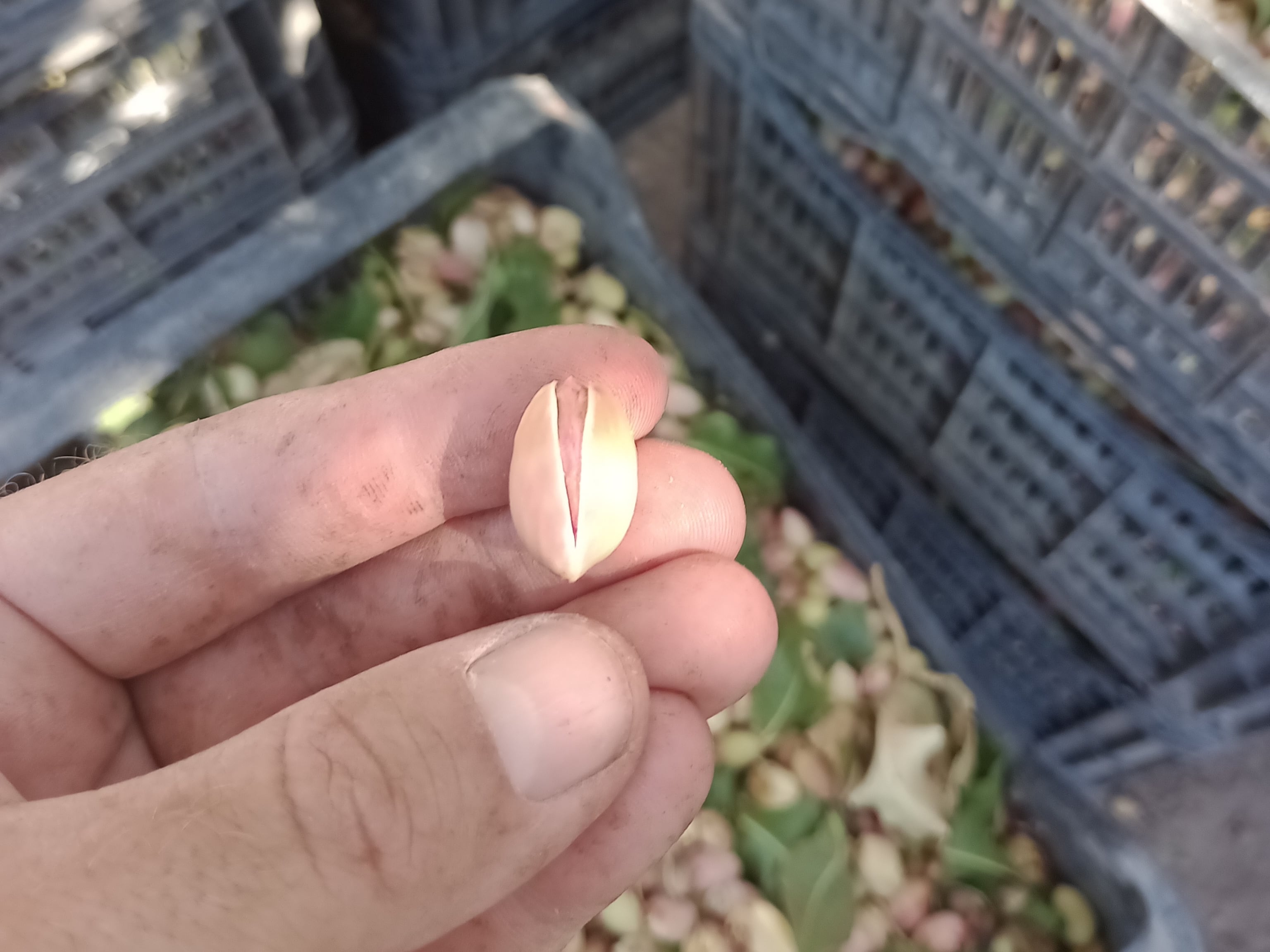 La variedad predominante en la Argentina es Kerman