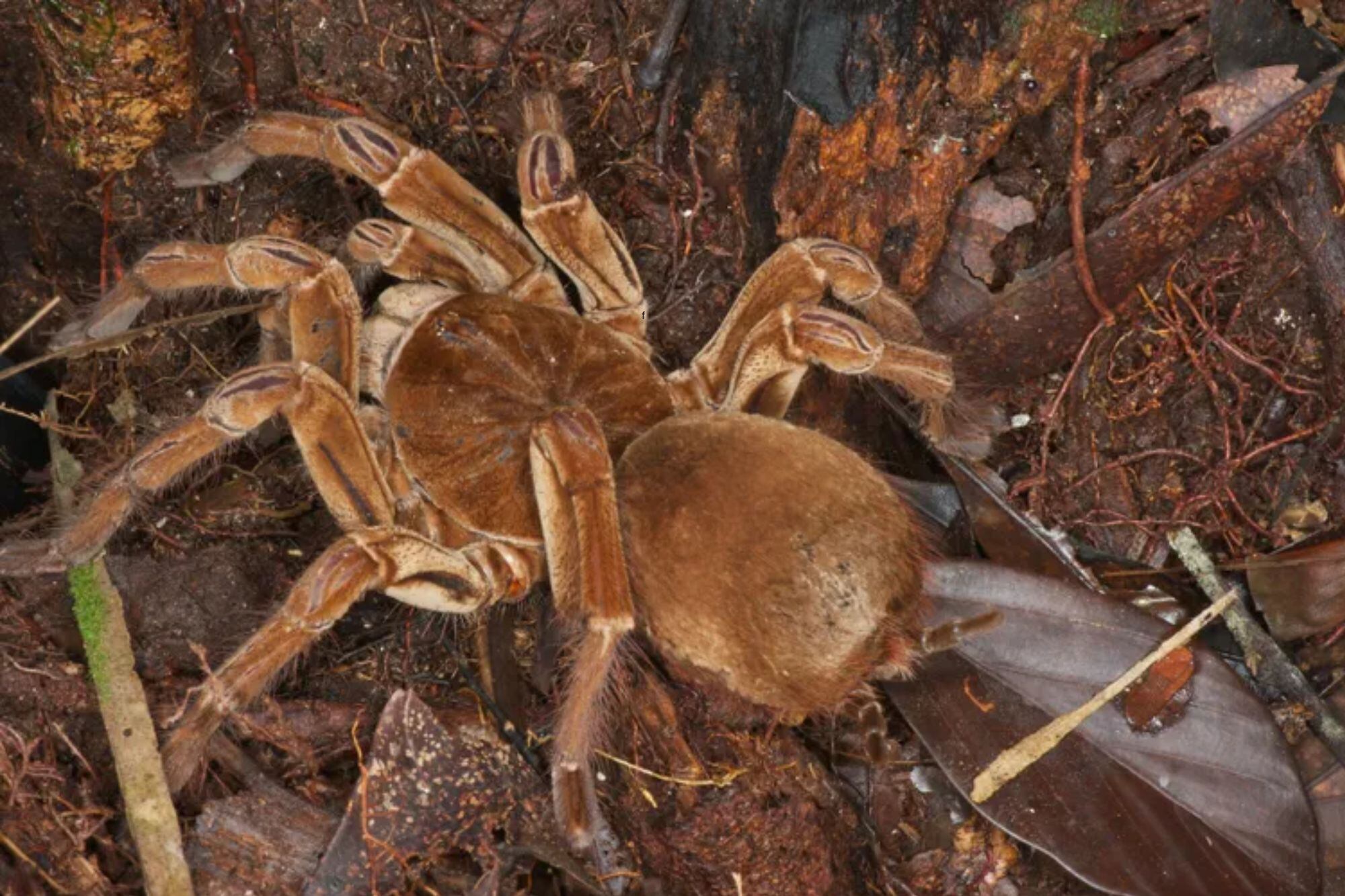 La araña más grande del mundo se alimenta de insectos y pequeños vertebrados, como ratones y ranas