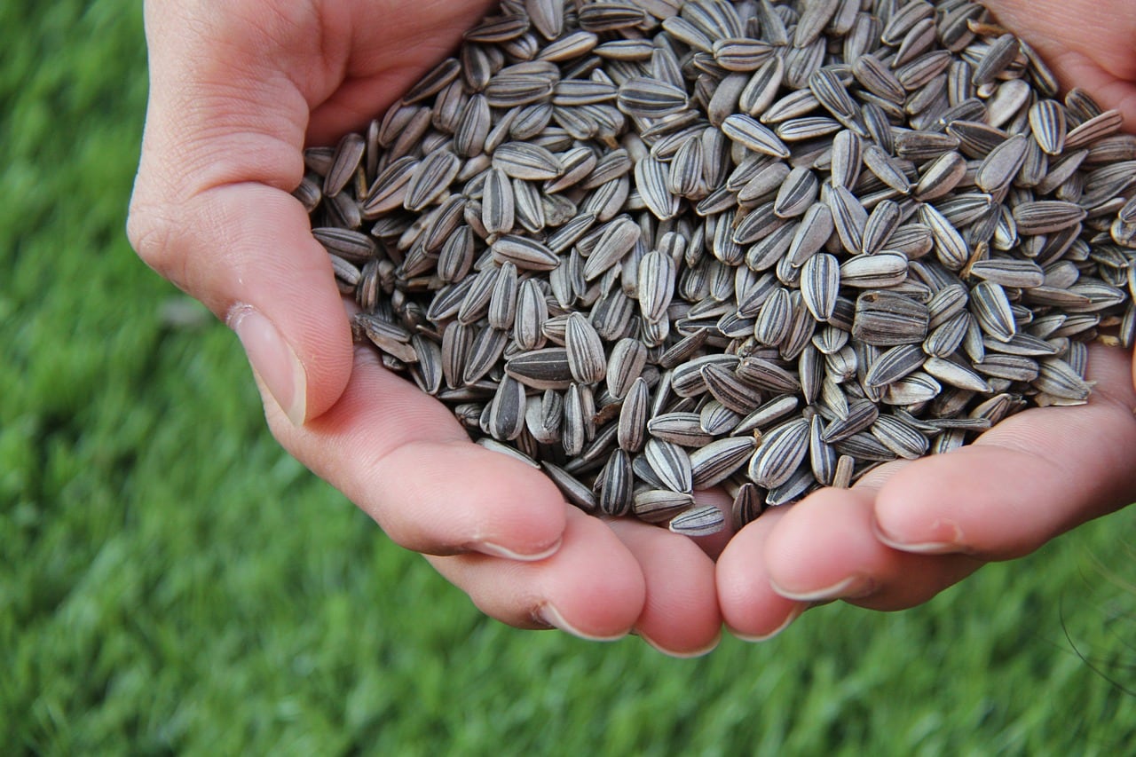 Mientras la soja sufrió una caída del 36,3%, el volumen fue compensado por otros cultivos. Fue así que el girasol se consolidó como el gran dinamizador de la primera mitad del año con un aumento del 212,4%, triplicando los volúmenes de 2025