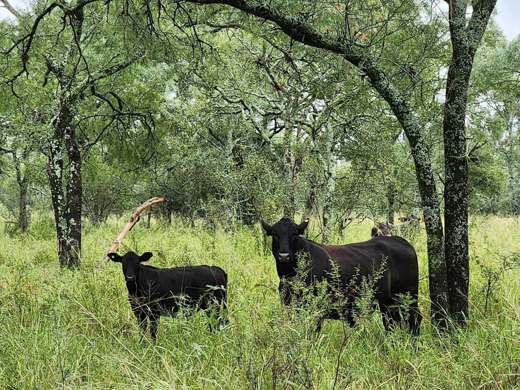 La empresa desarrolló Brangus