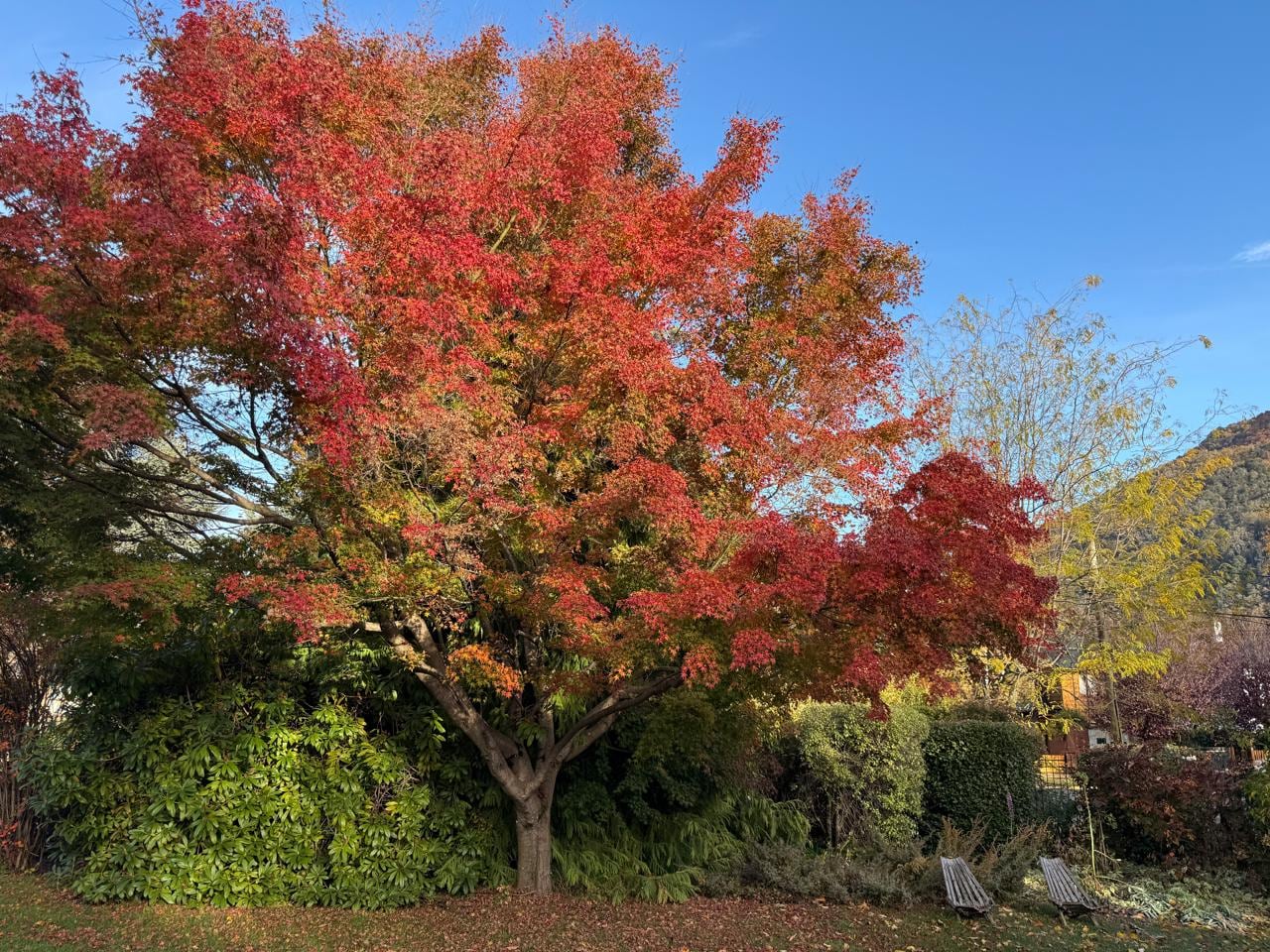 Un Acer Palmatum ilumina el jardín de la casa Sitio Patrimonial