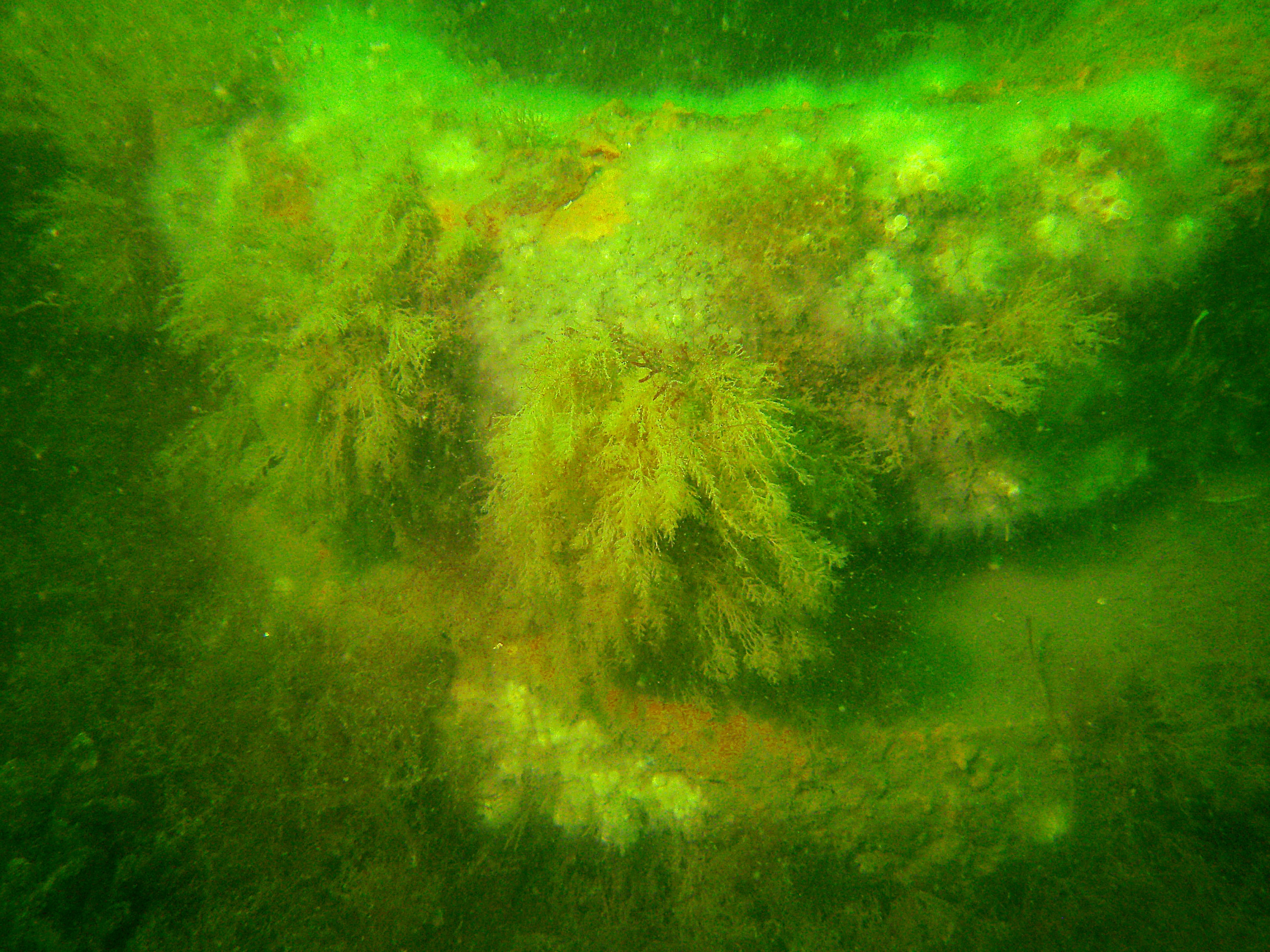 Los especialistas utilizaron neumáticos rellenos de hormigón para crear un arrecife artificial (Foto: MA MarineFisheries)