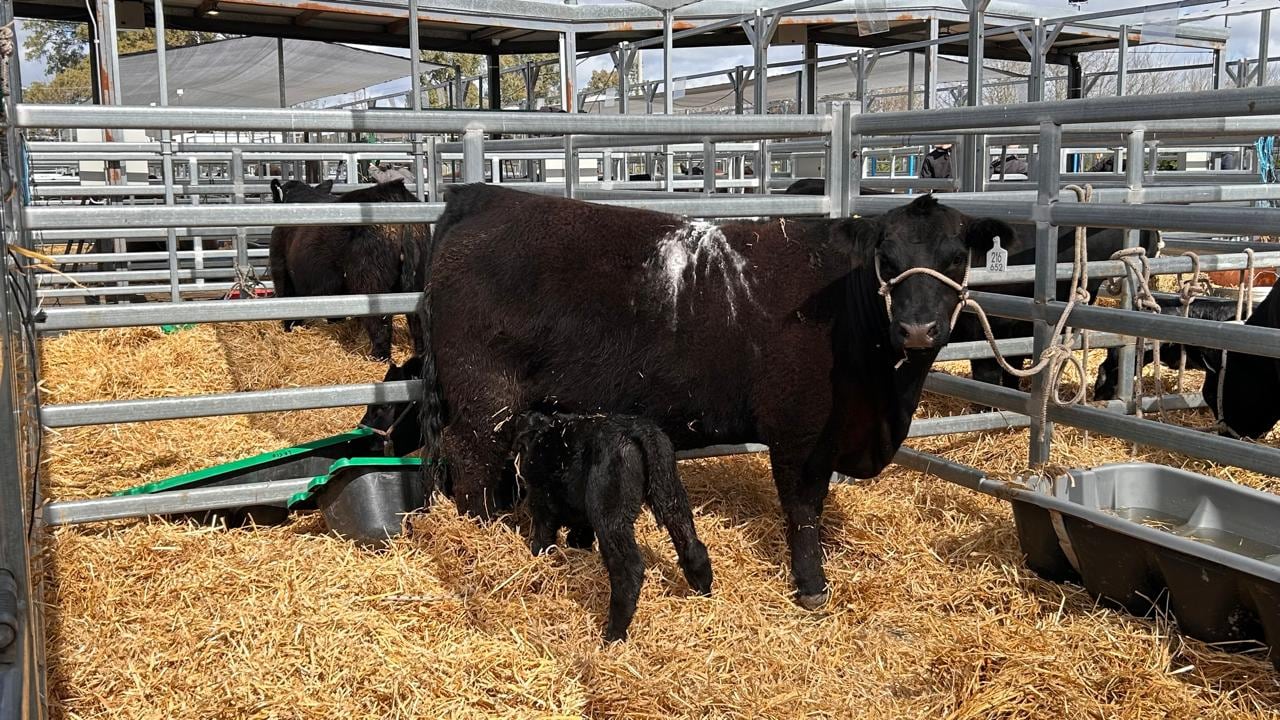 En la Semana Angus Primavera también nació una segunda ternera en plena exposición