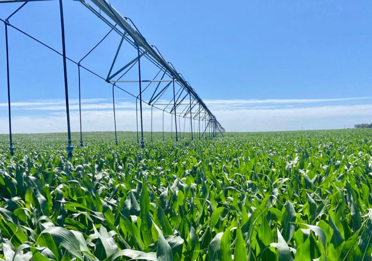 Se riegan aproximadamente entre 800 y 900 milímetros en todo el ciclo del maíz.