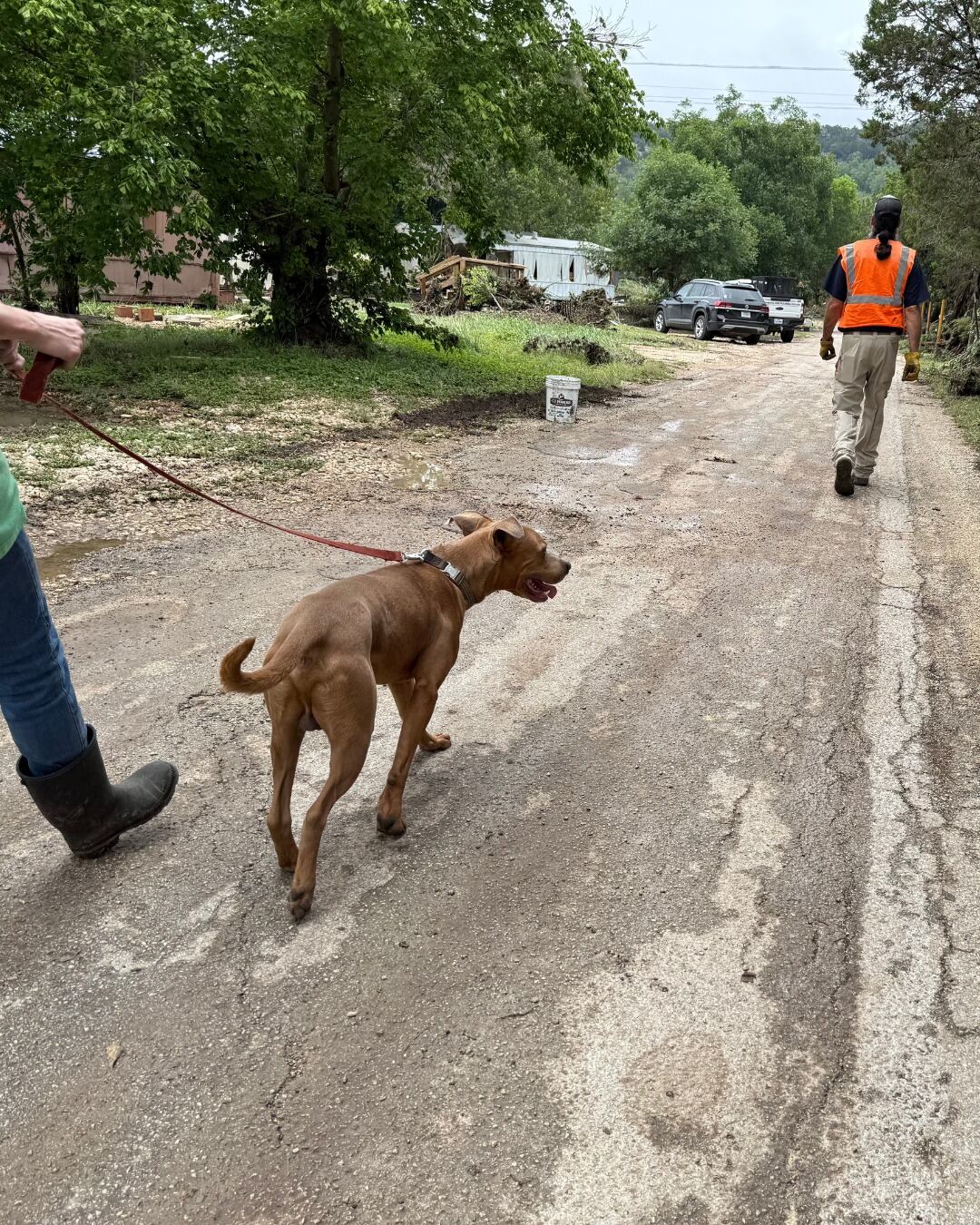 Hoy Superman está al resguardo de una familia de tránsito (Foto: Facebook/Austin Pets Alive!)