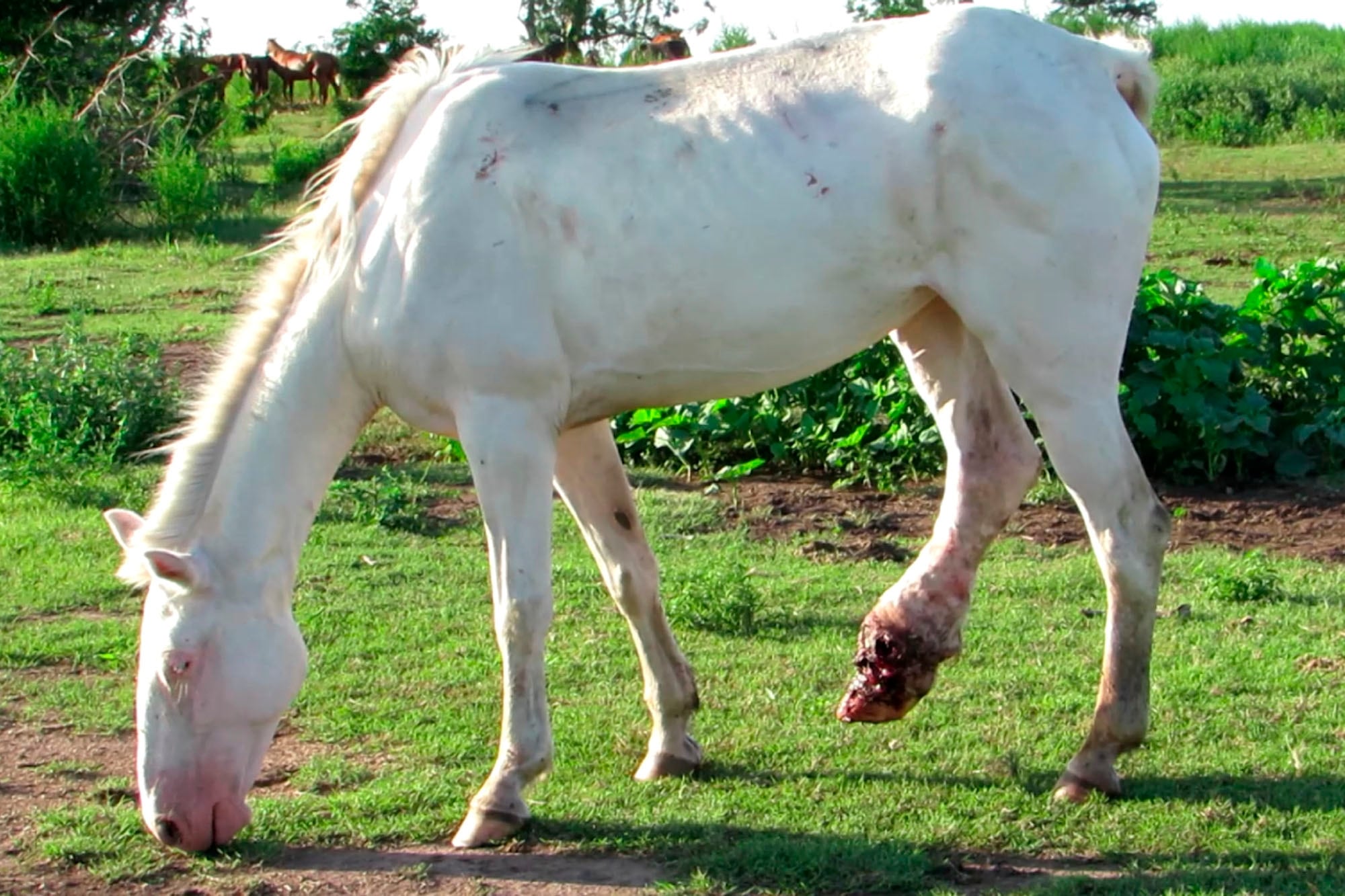 Descarte, faena y anomalías: la trama detrás del pedido para excluir a los caballos deportivos del control de fármacos