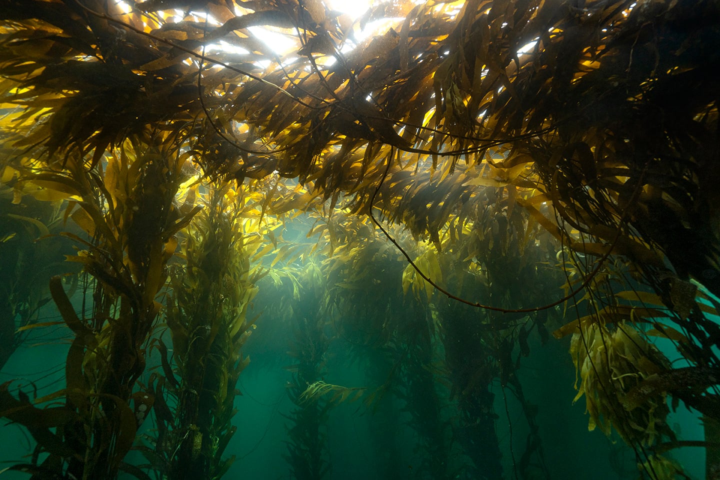 Fotografía de los bosques de kelp de Ushuaia captados por Cristian Lagger, explorador de National Geographic