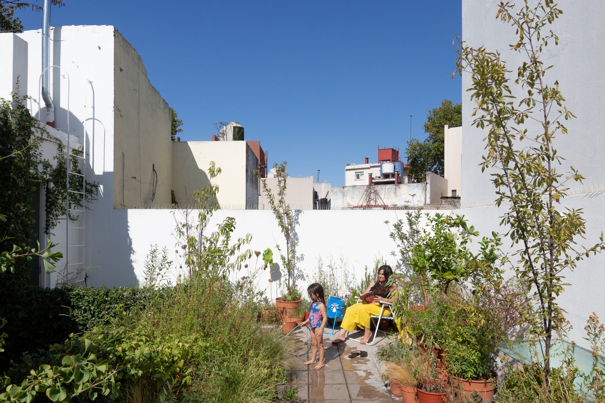 Las especies nativas pueden incorporarse en terrazas y balcones urbanos para favorecer la biodiversidad local y atraer polinizadores