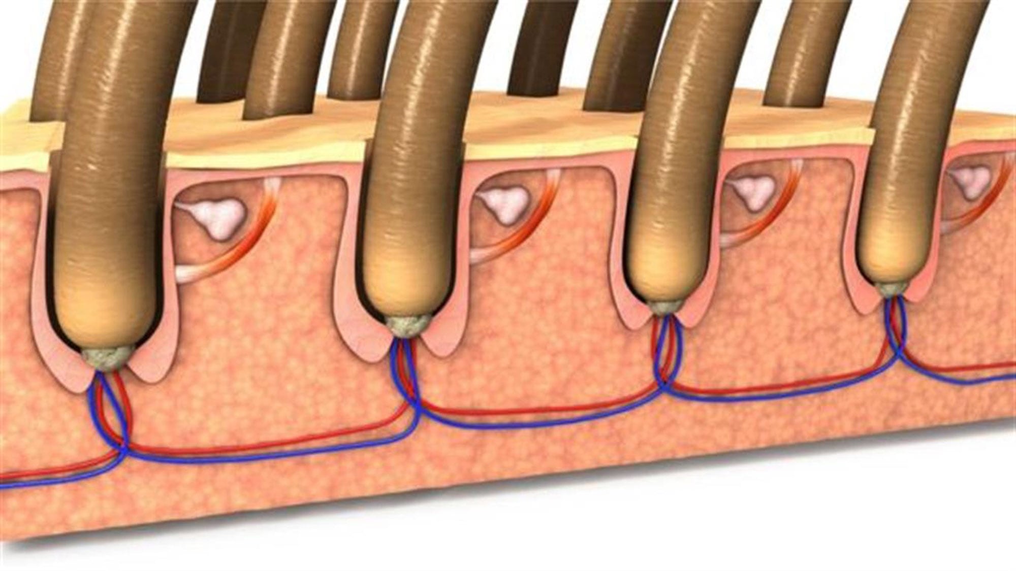 Calvicie: la molécula que “despierta” folículos dormidos y podría regenerar el crecimiento del pelo 7 La molécula PP405 demostró capacidad para reactivar folículos pilosos que han permanecido inactivos