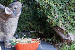 Día del animal: objetos de diseño que alegran la vida de nuestras mascotas