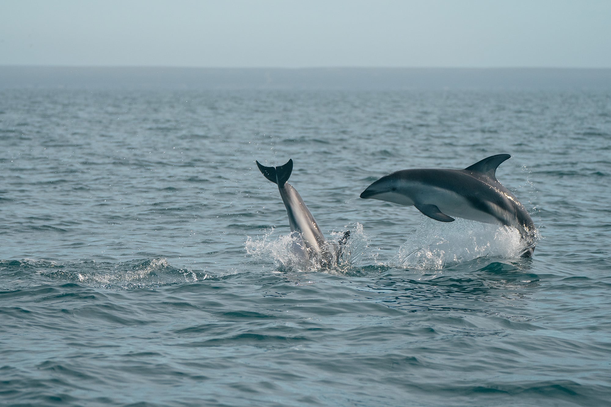 Cada vez más viajeros viajan en esta época, dedicados al turismo de naturaleza