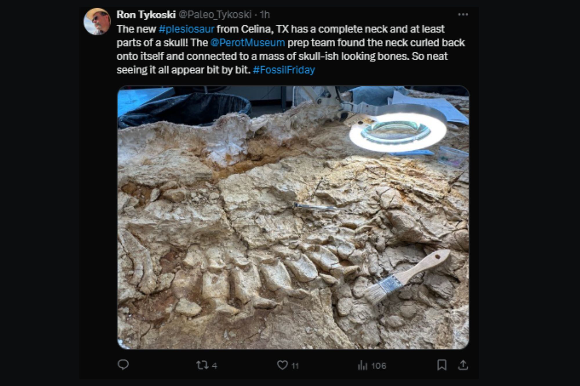Reciente tuit de Ron Tykoski, curador de paleontología de vertebrados del Museo Perot