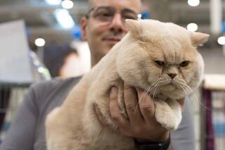 Fanáticos por los gatos, de las competencias a los hogares de tránsito