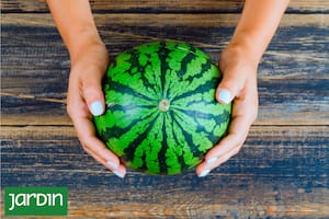 Qué es y por qué surge el boom botánico de las frutas y verduras en miniatura