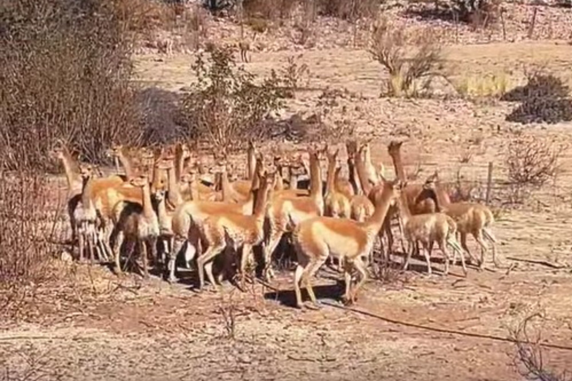 Rescataron a 43 vicuñas y las trasladaron al INTA Abra Pampa