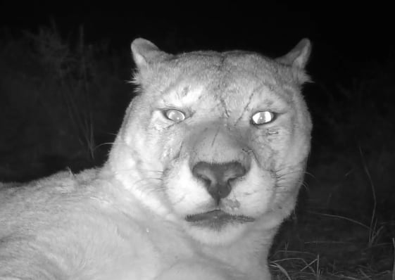 Dejó la cámara prendida en medio de la selva patagónica chilena y cuando vio las imágenes se quedó sin palabras