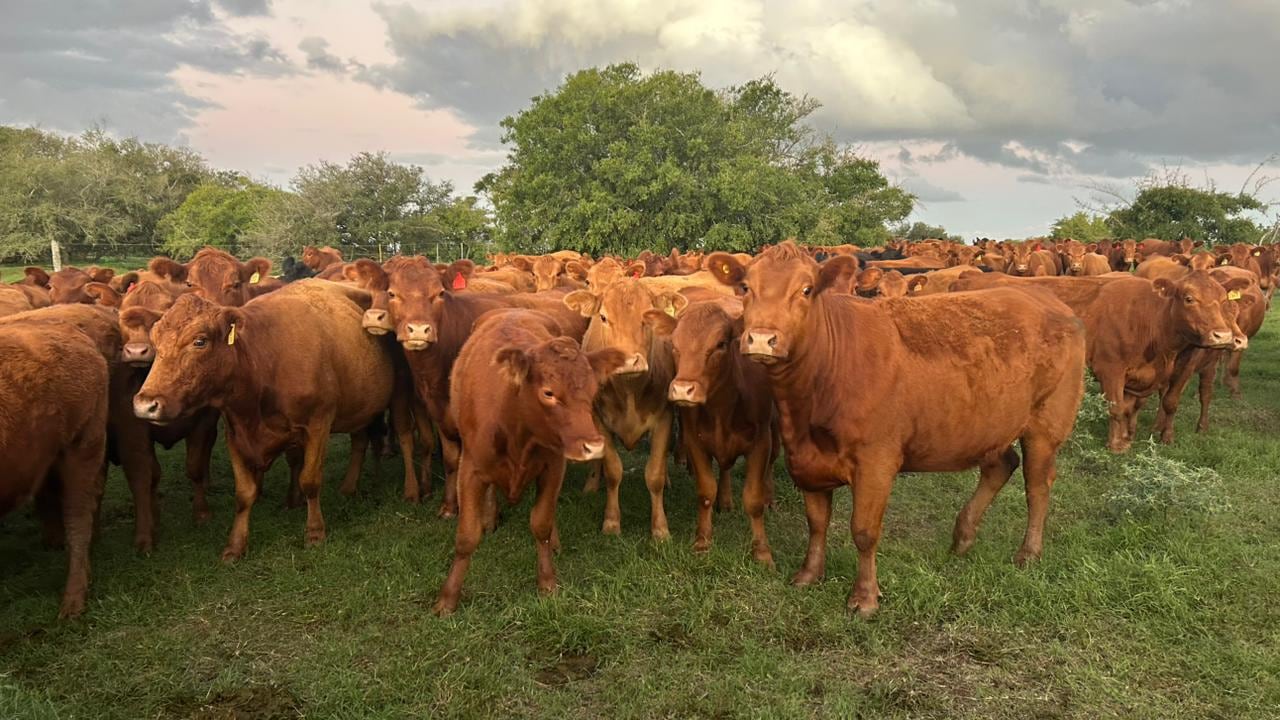 La carne vacuna se encareció un 13,3% por encima de la inflación