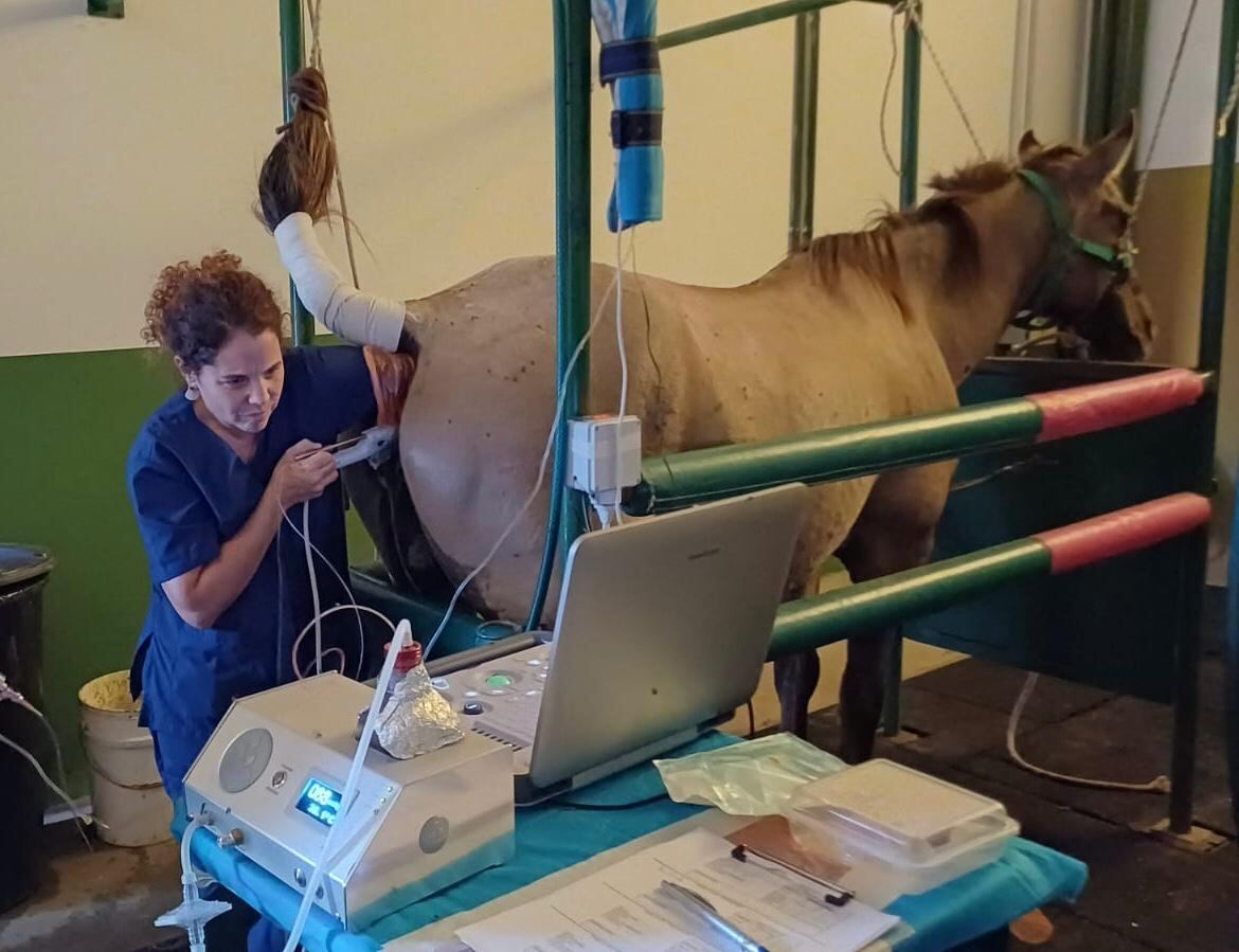 Según comentaron, la Argentina es reconocida mundialmente por la calidad de sus caballos, en especial los destinados al polo, salto y la raza criolla