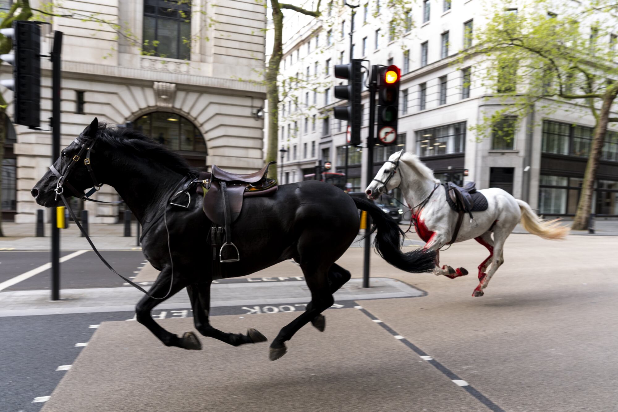 Sorpresa en Londres: caballos del Ejército galoparon fuera de control por las calles, chocaron contra autos e hirieron a 4 personas