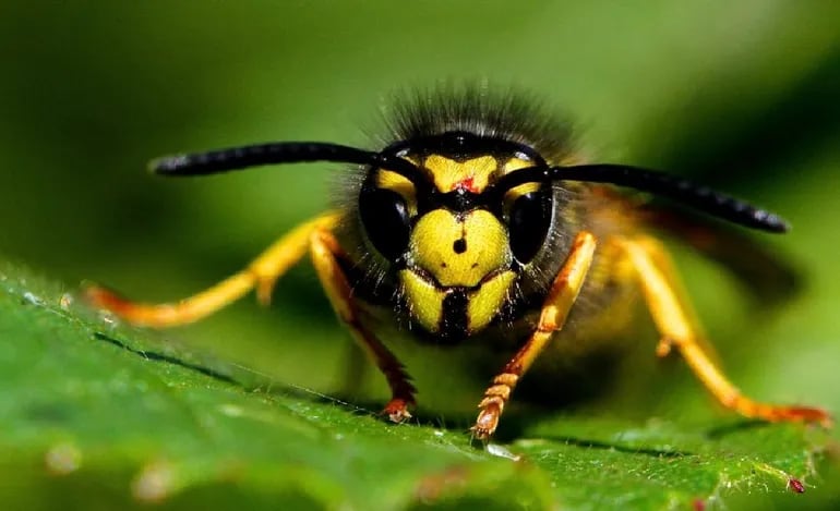 Quién era Juan Carlos Sandoval, el hombre que murió atacado por avispas chaquetas amarillas en Neuquén