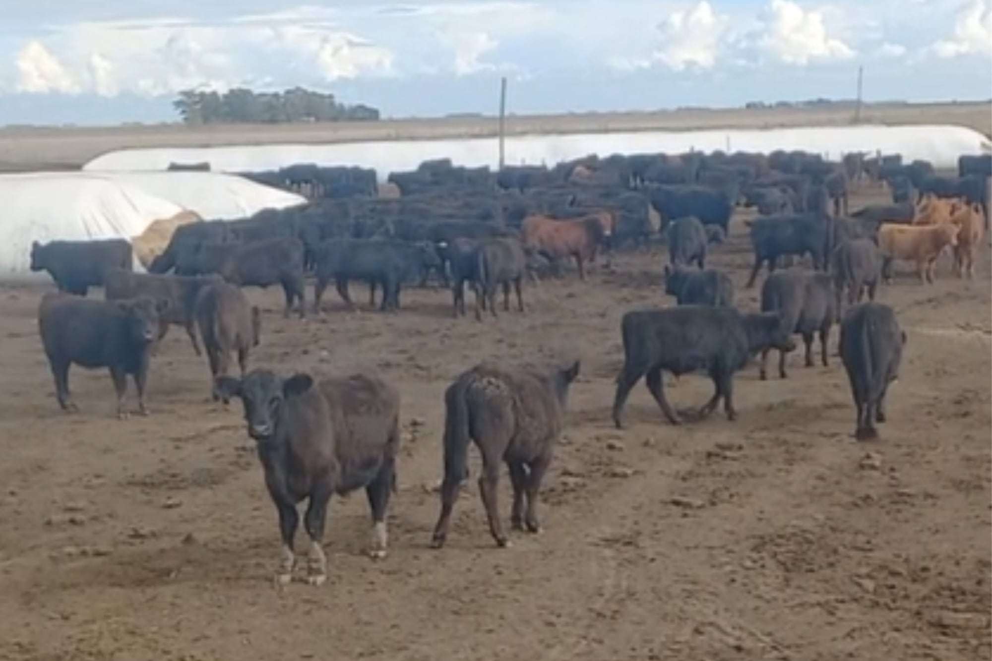 El campo se llama Las Chilcas y está ubicado en Ayacucho, provincia de Buenos Aires
