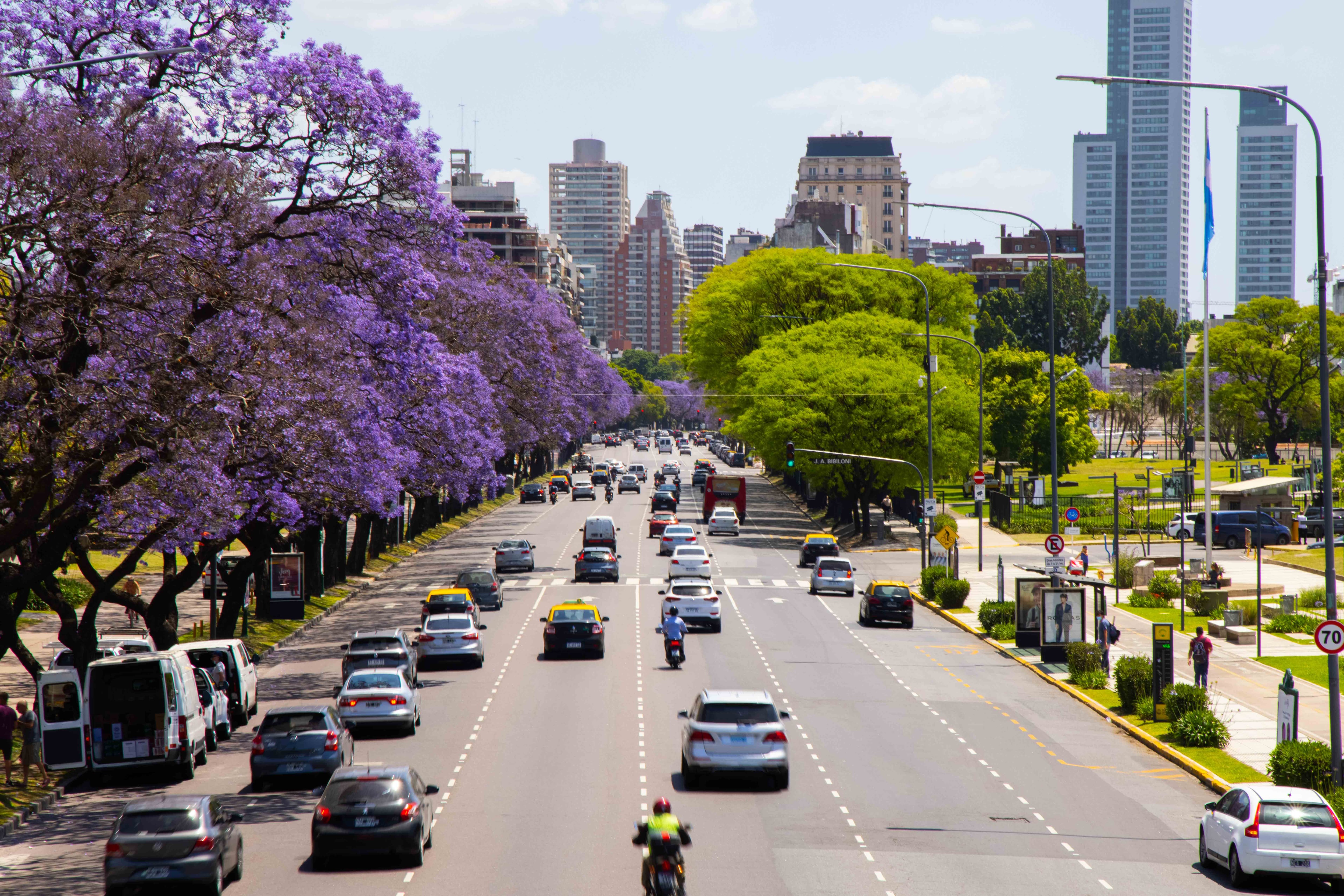 Su floración sobre ramas todavía desnudas es una de las postales más reconocibles de la primavera argentina