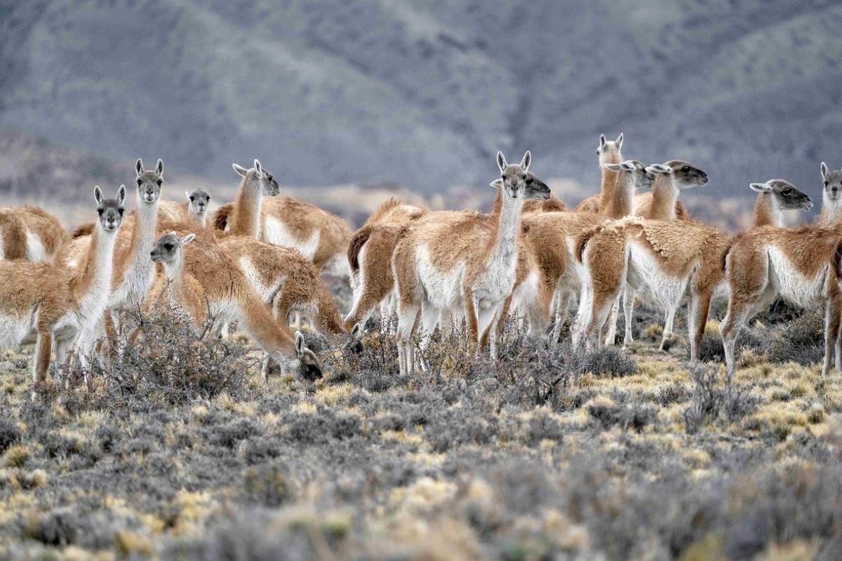 Un gobernador liberó un guanaco atrapado en un alambrado y lo mostró en redes 6 Nuevos datos sobre la población de guanacos en Santa Cruz