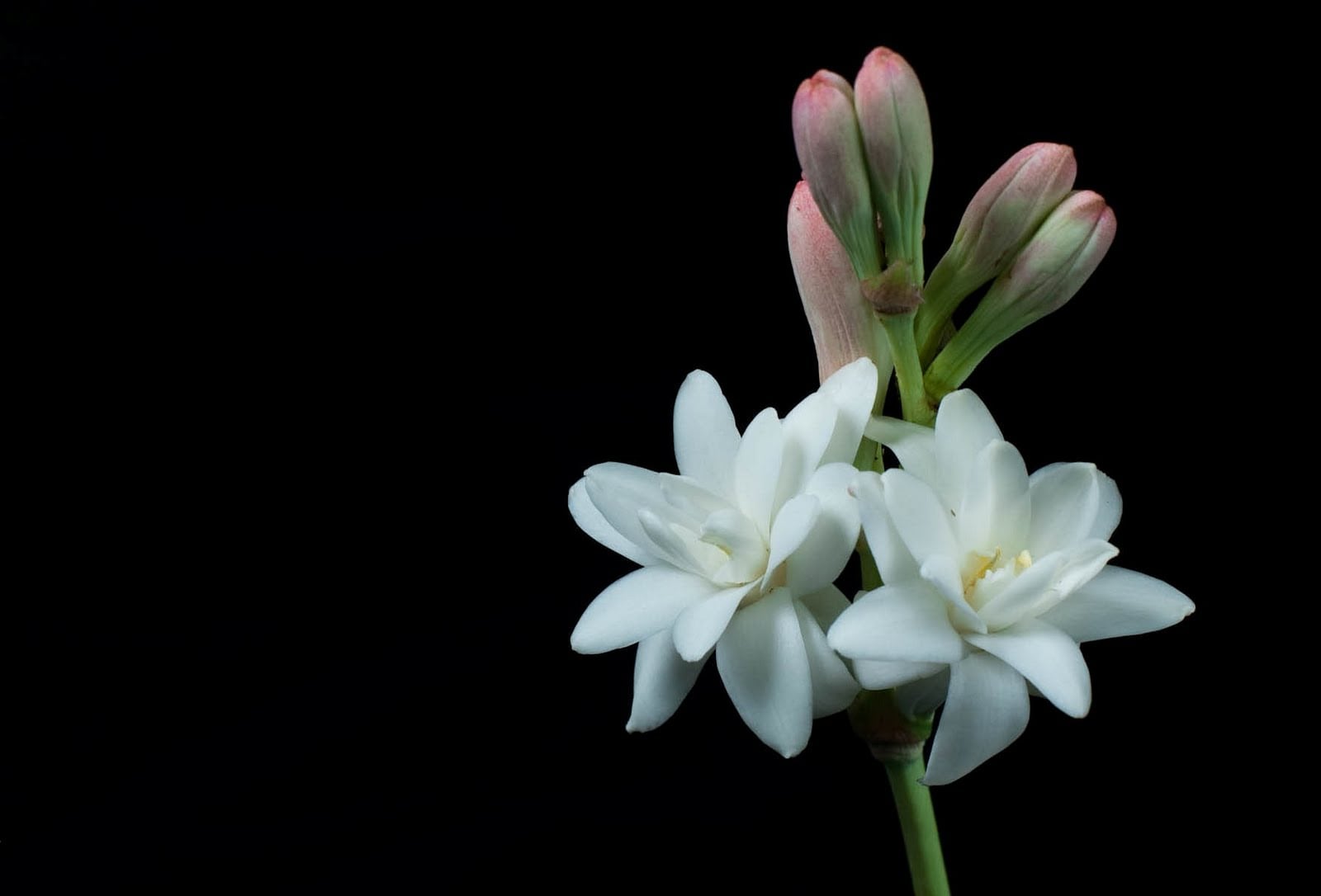 Para muchos, el nardo es la fragancia más sensual de la perfumería