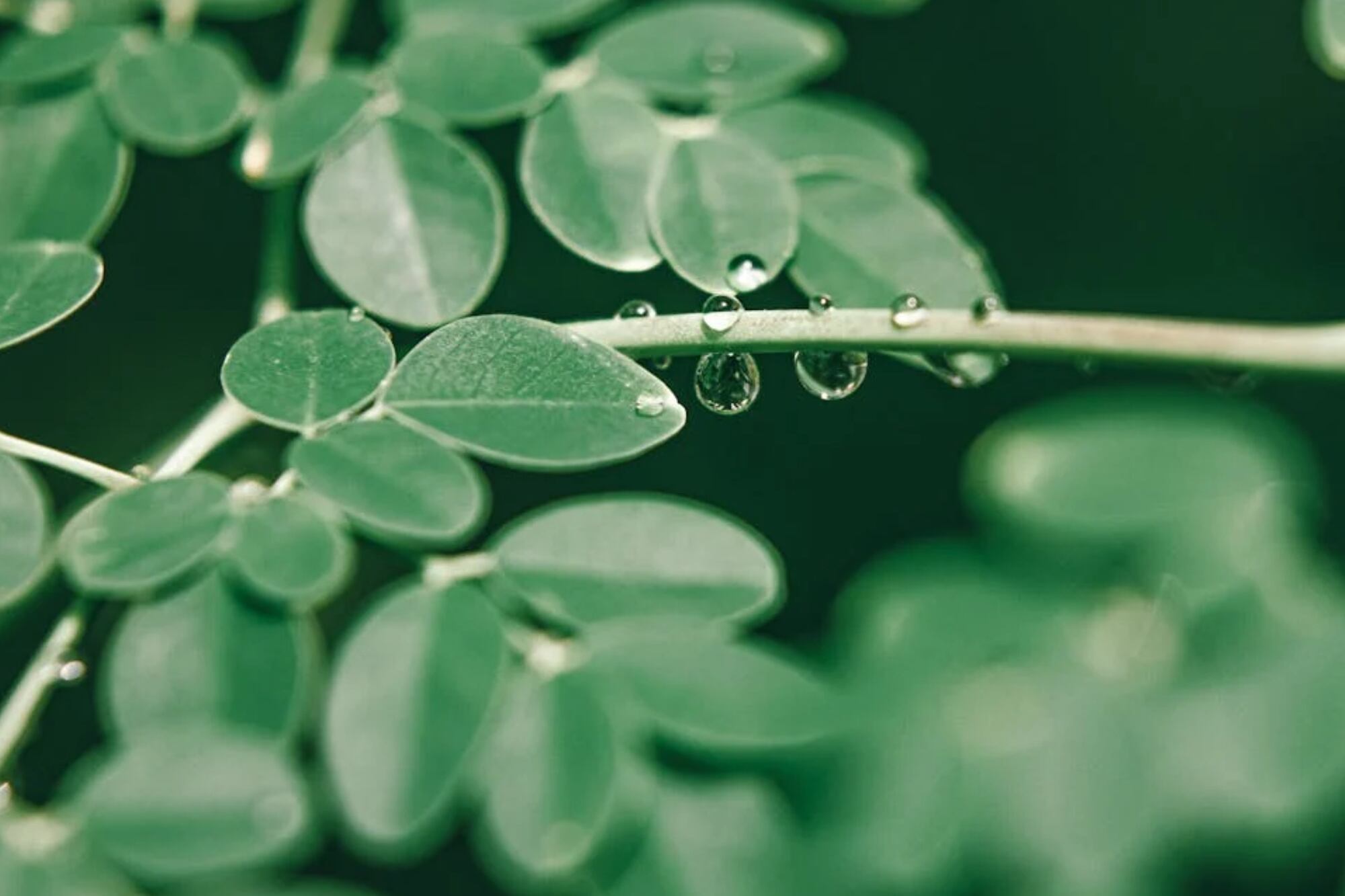 Moringa: la planta milagrosa que combate los dolores articulares y alivia los trastornos digestivos