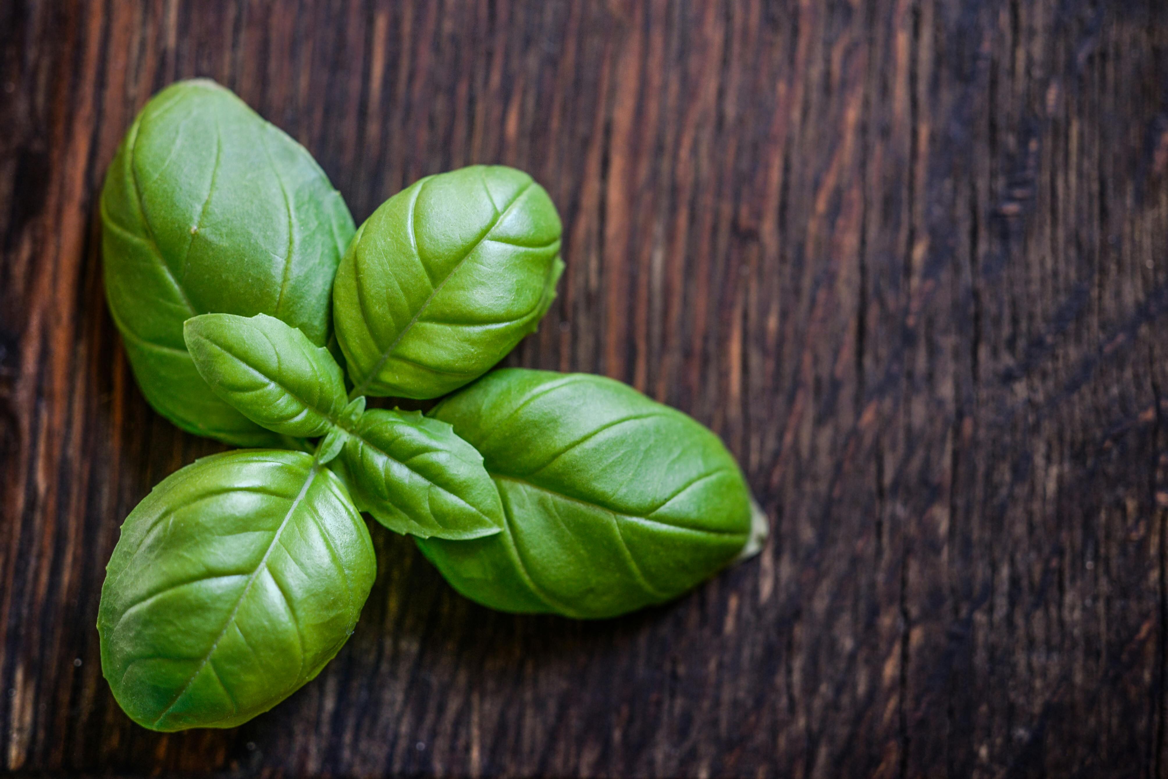 La albahaca es uno de los ingredientes orgánicos que sirve como remplazo de la naftalina