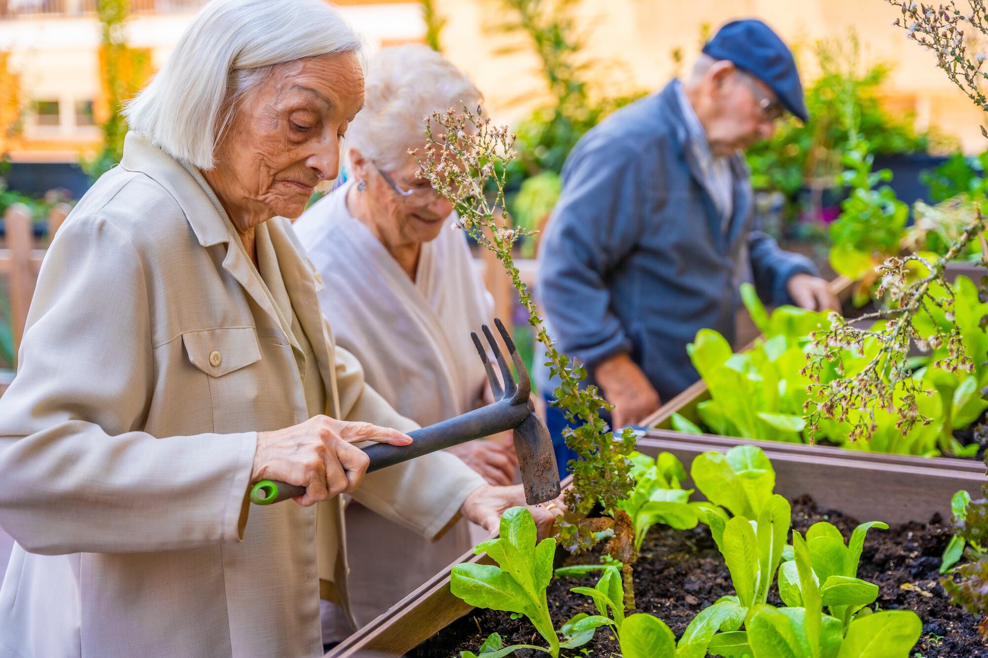Las 5 plantas de interior que se recomiendan en una casa en la que vive una persona con Alzheimer