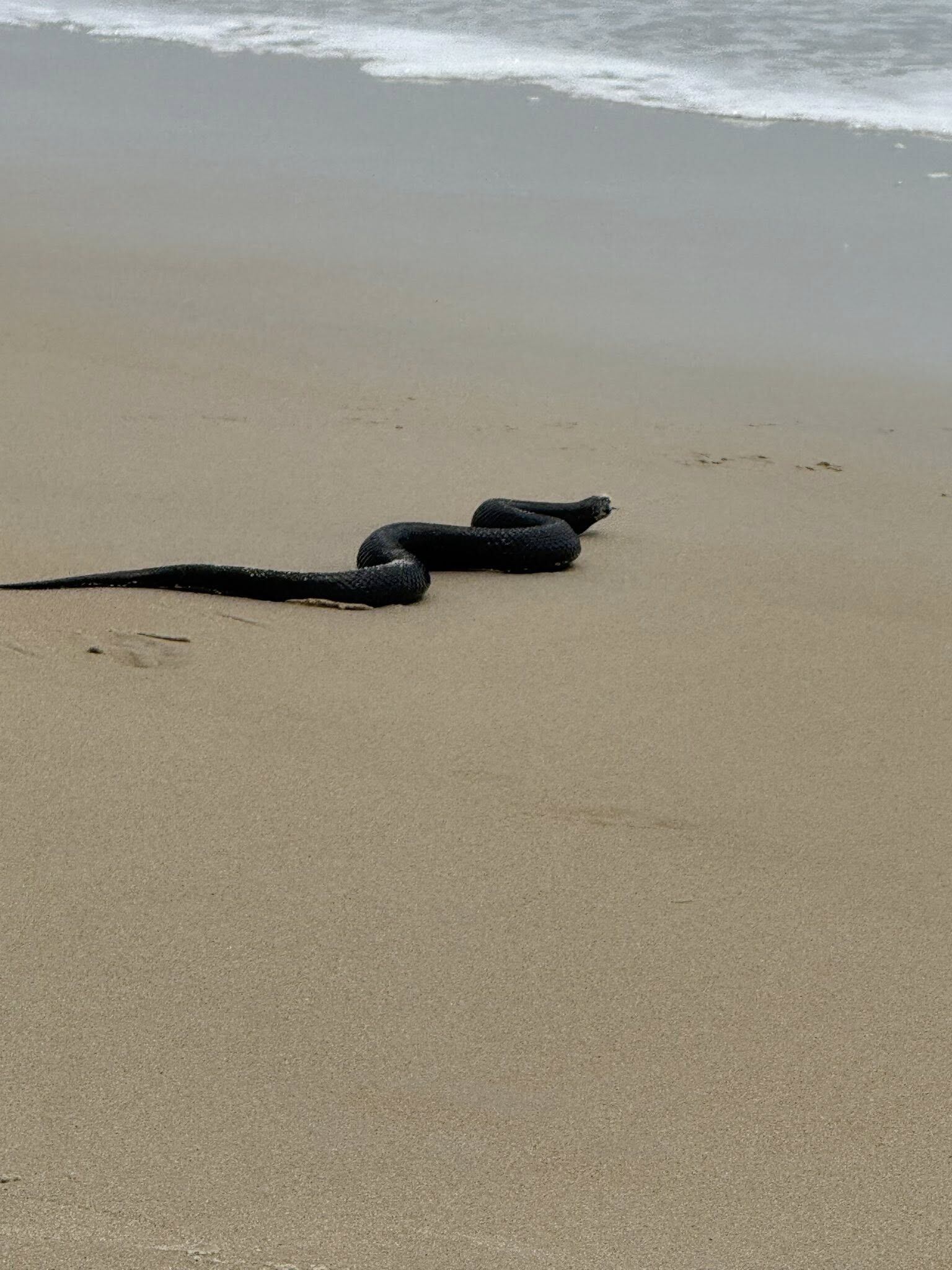 La serpiente se dirigía hacia el agua cuando llamó la atención de una familia, que al principio pensó que se trataba de un palo