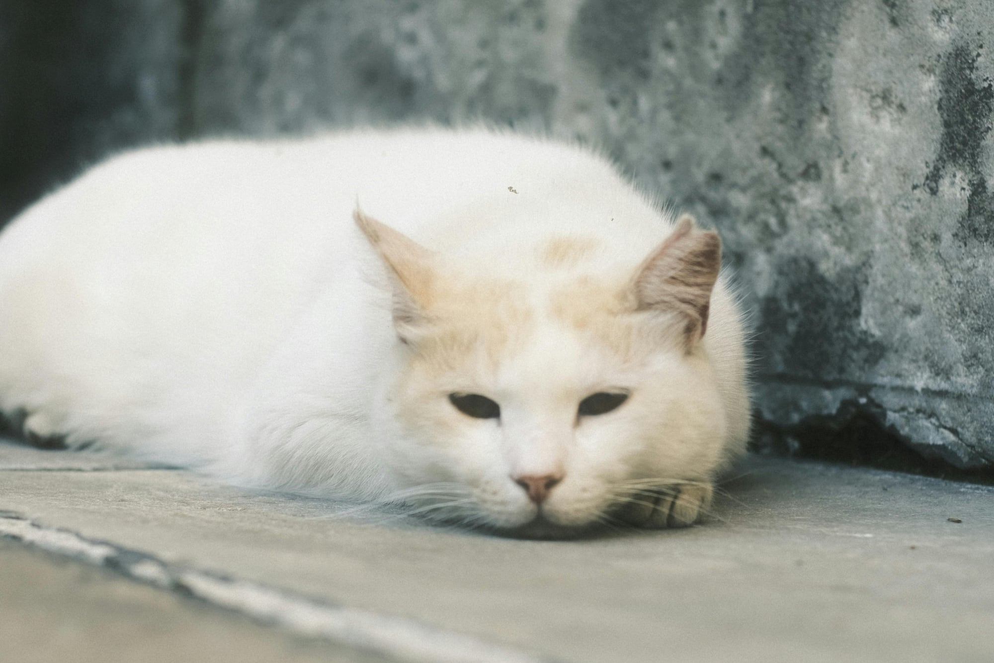 ¿A qué edad se considera a un gato viejo y cómo cuidarlo en sus momentos más complicados?