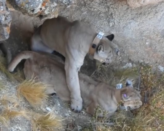 En las imágenes, se ve con detalle este increíble comportamiento de los animales (Foto: @rewilding_argentina)