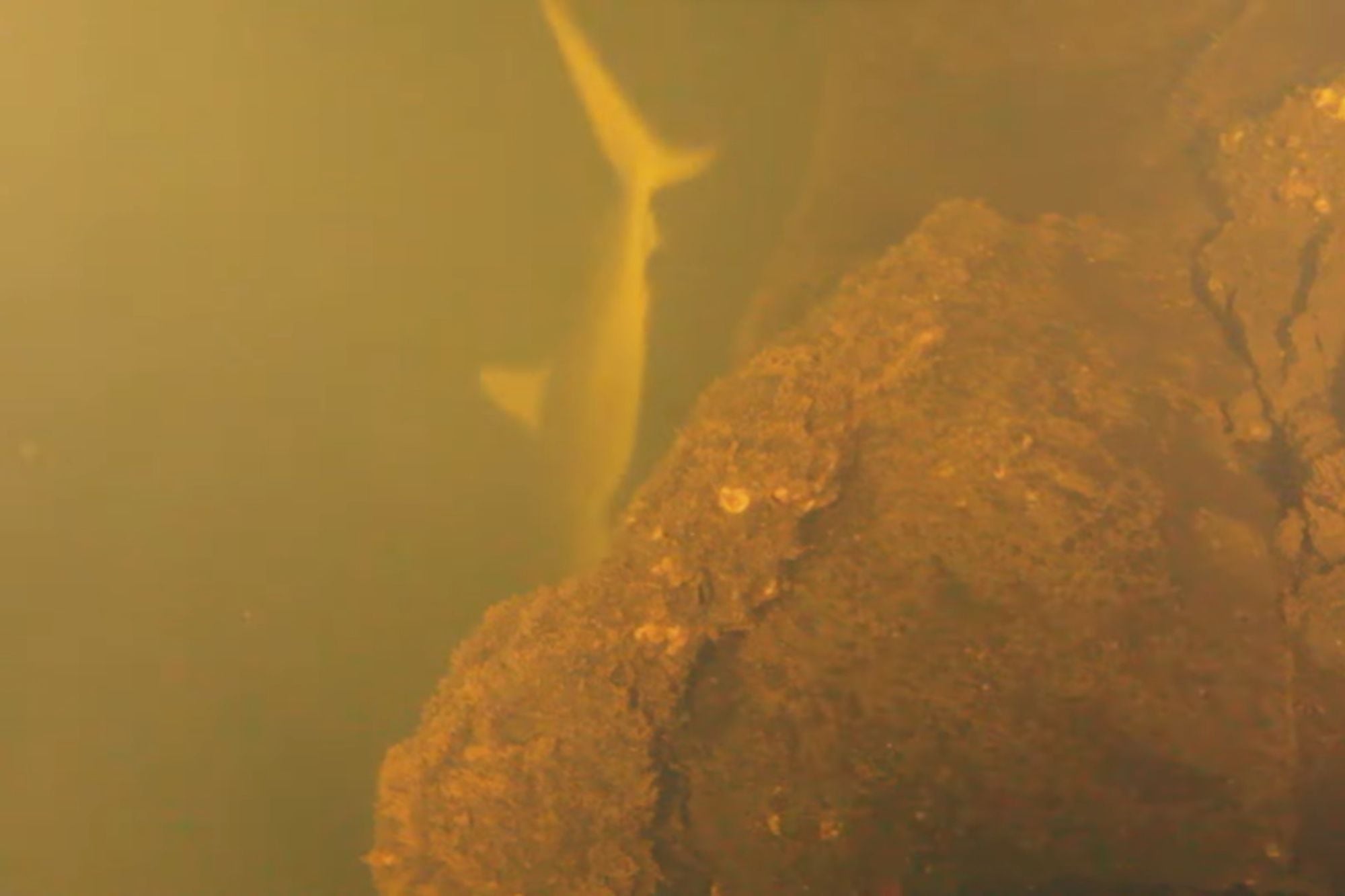 Descubrieron tiburones viviendo en un volcán submarino: creen que mutaron en una nueva especie Descubrieron tiburones viviendo en un volcán submarino: creen que mutaron en una nueva especie