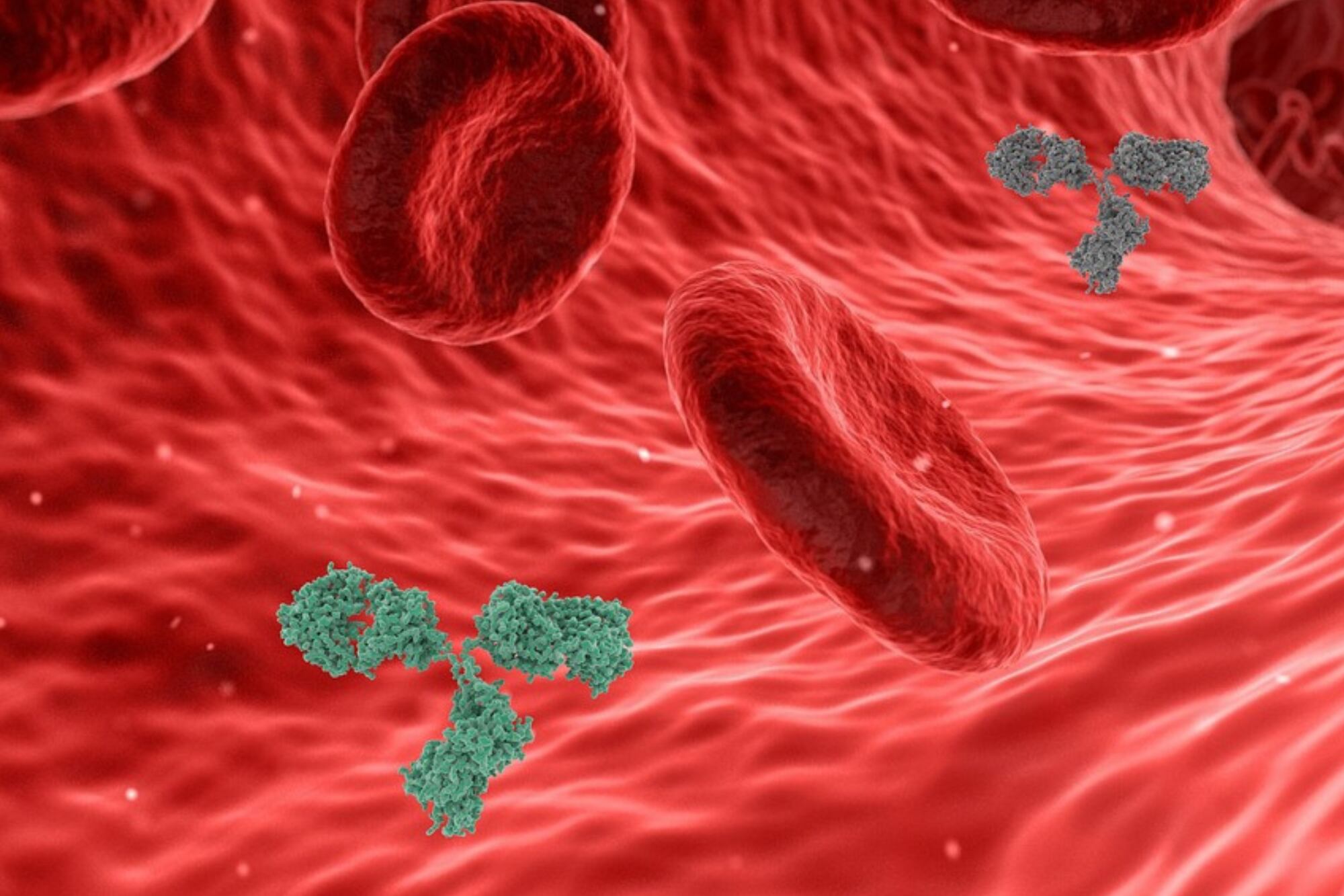 La presencia en sangre desciende con la edad y se relaciona con la aparición de numerosas enfermedades propias de la vejez (Foto ilustrativa: PIXABAY)