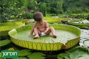 Tener esta maravilla vegetal en nuestro estanque es posible y te contamos cómo