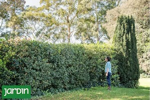 El secreto para combatir las polillas está en tu jardín