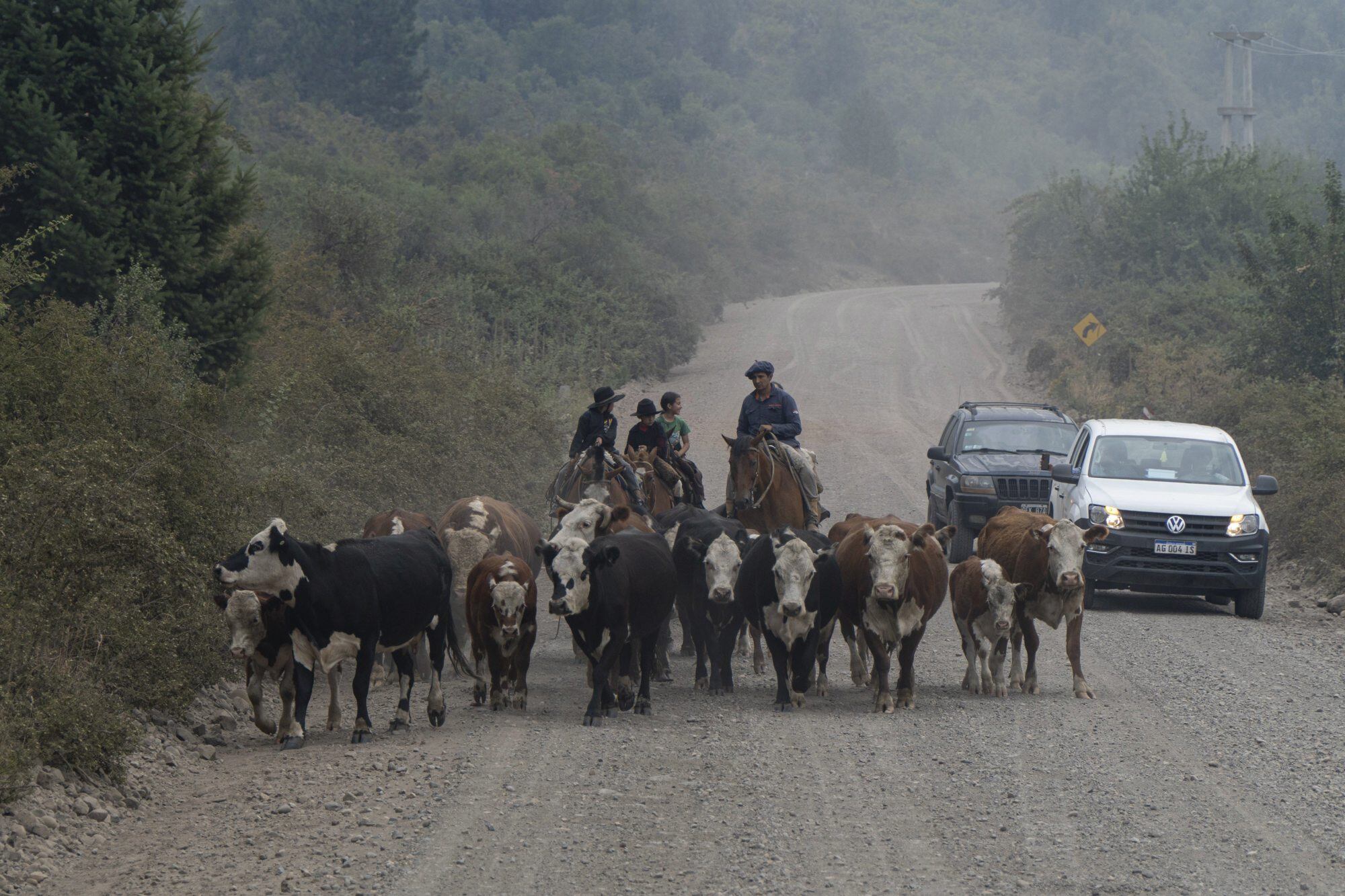 Los animales, otros de los afectados por el fuego