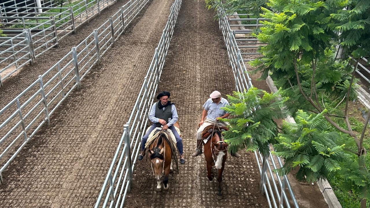 Vacunos: oferta moderada y precios con bajas en el Mercado Agroganadero de Cañuelas